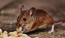 24 Hour & Emergency Exterminators in Biggers, AR